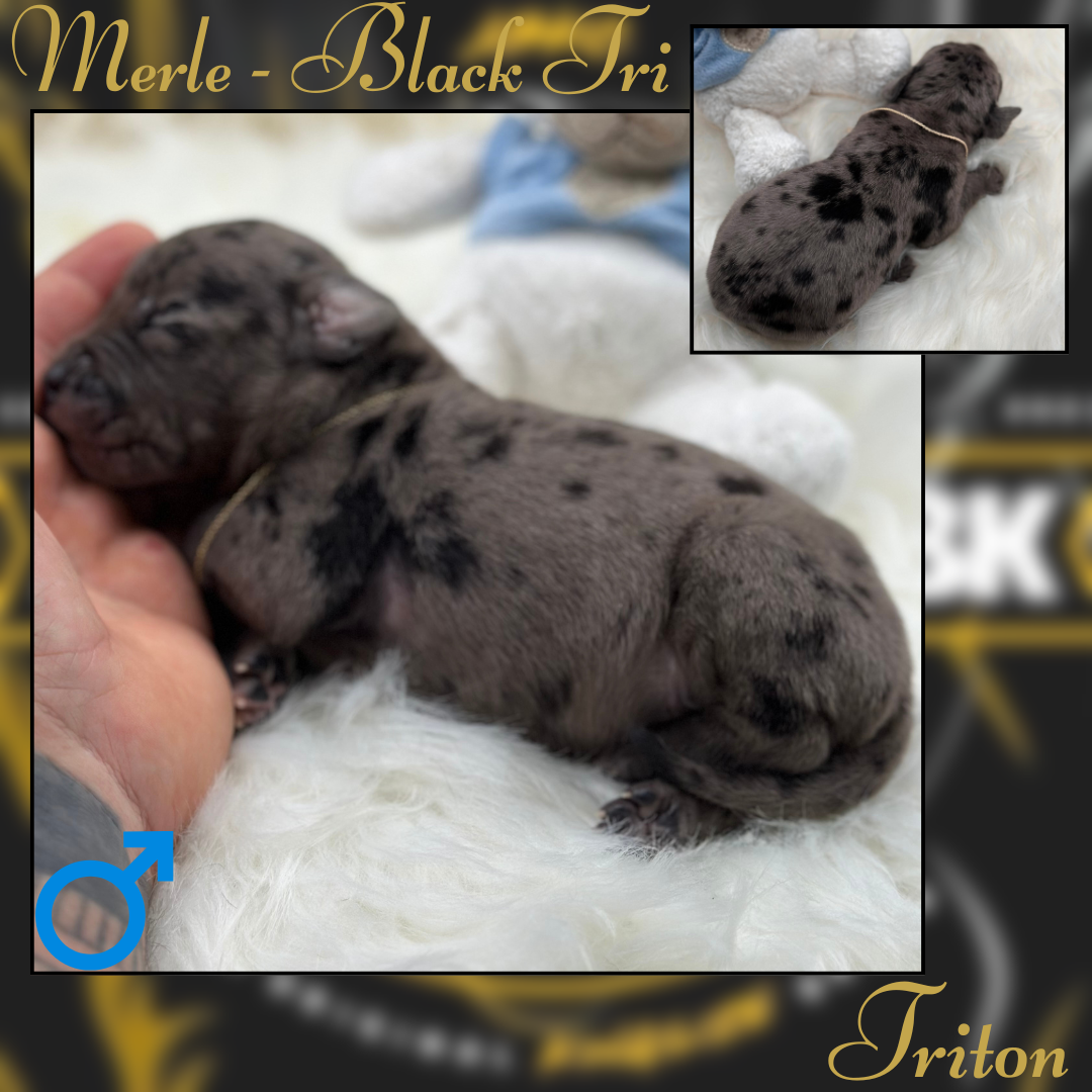 Zeus - Blue Fawn Tri Merle American Bully Puppy